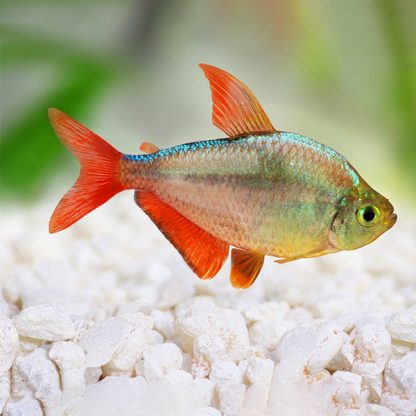 Hyphessobrycon columbianus – Colombian Tetra 2-3cm - Sales