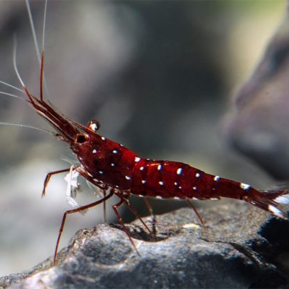 Caridina sulawesi- Dennerli Shrimp - Ασπόνδυλα Γλυκού