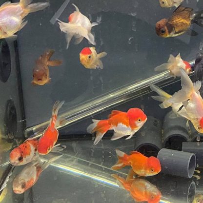 Carassius auratus – Oranda Mix 7.5cm - Ψάρια Γλυκού