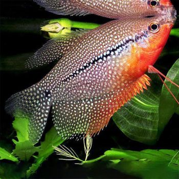 Trichopodus leeri -Pearl Gourami 6cm - Ψάρια Γλυκού