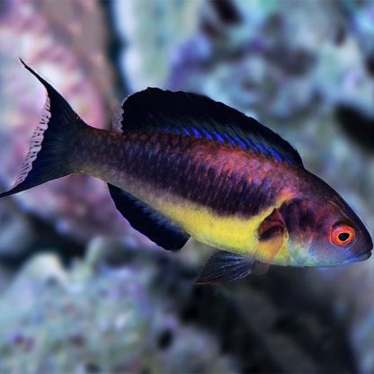 Cirrhilabrus brunneus M – Dusky Fairy Wrasse - Ψάρια Θαλασσινού