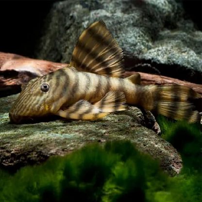 Panaqolus tankei  L398 – Tanke Tiger Pleco 6-8cm - Ψάρια Γλυκού