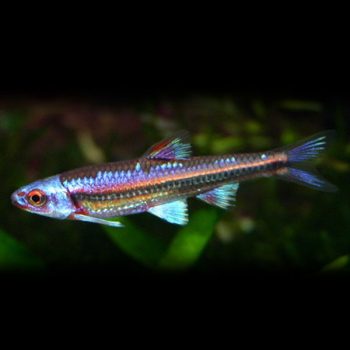 Notropsis chrosomus – Rainbow Shiner 4.5-5cm - Sales