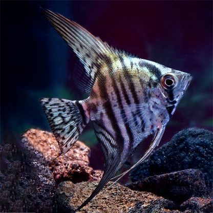 Pterophyllum scalare – Zebra Angelfish 3-3.5cm - Ψάρια Γλυκού