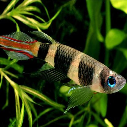 Epiplatys annulatus-Clown Killifish sm - Ψάρια Γλυκού