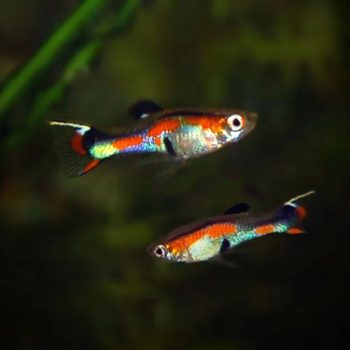 Poecilia wingei – Assorted Endler Guppy - Ψάρια Γλυκού