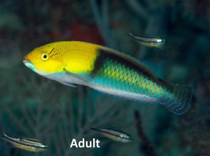 Halichoeres garnoti – Yellowhead Wrasse - Ψάρια Θαλασσινού