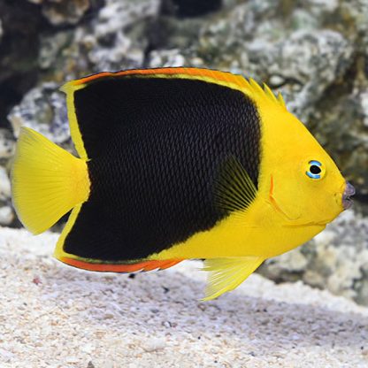 Holacanthus tricolor M – Rock Beauty Angelfish - Ψάρια Θαλασσινού