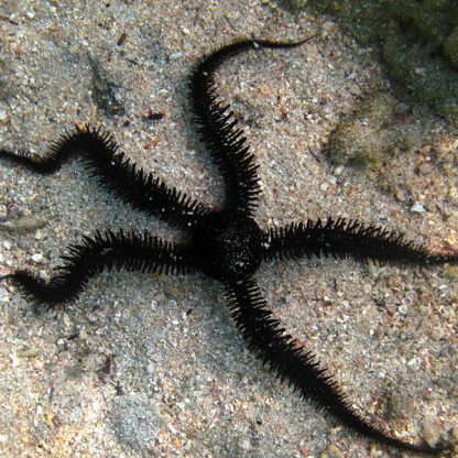 Ophiocoma scolopendrina – Black brittle starfish - Ασπόνδυλα Θαλασσινού