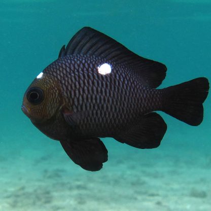 Dascyllus trimaculatus M – Threespot Damselfish - Ψάρια Θαλασσινού