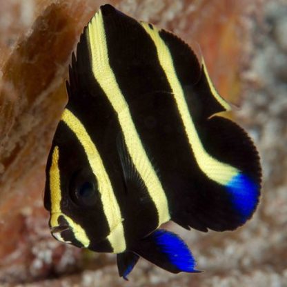 Pomacanthus arcuatus-Black Angelfish JUV S/M - Ψάρια Θαλασσινού