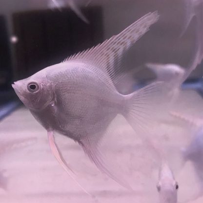 Pterophyllum scalare – Angelfish White/Crystal Platinum 3-4 cm - Ψάρια Γλυκού