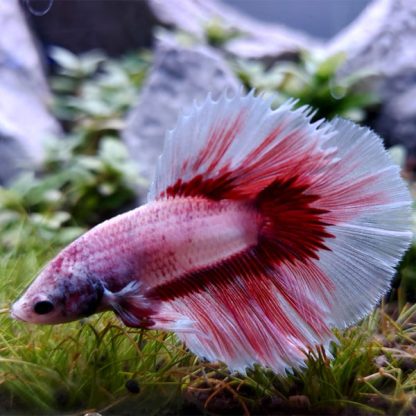 Siamese Fighting Fish-Betta Lavender Halfmoon Big Ear Male 4-5cm - Ψάρια Γλυκού