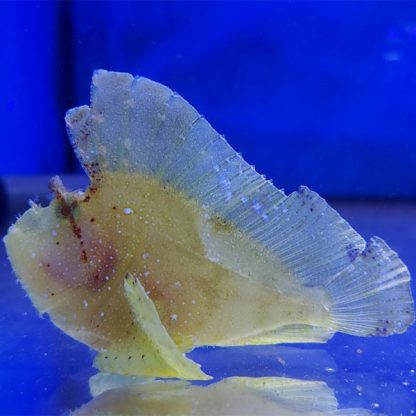 Taenianotus triacanthus	– Yellow Leaf Scorpionfish - Ψάρια Θαλασσινού