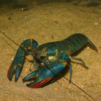 Cherax quadricarinatus-Blue Lobster 5cm - Ασπόνδυλα Γλυκού