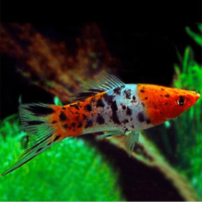 Xiphophorus helleri-Koi Swordtail Sanke - Ψάρια Γλυκού