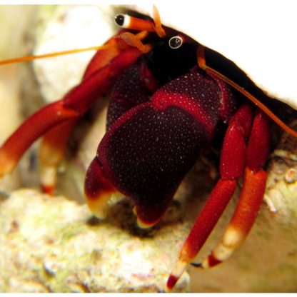 Calcinus tibicen-Orangeclaw Hermit Crab XL - Ασπόνδυλα Θαλασσινού