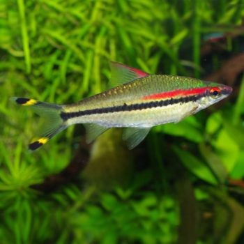 Puntius denisonii – Red Line Torpedo Barb 7.5 cm - Ψάρια Γλυκού