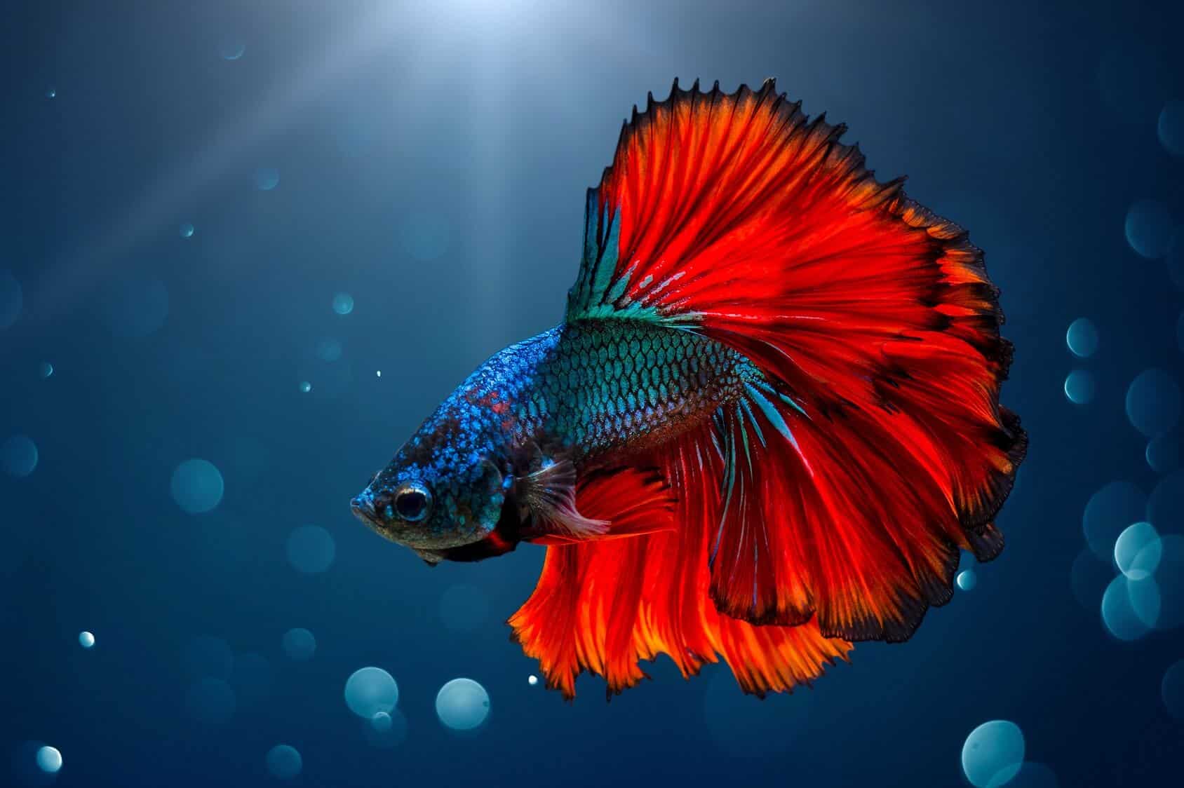 siamese-fighting-fish-quario-gr