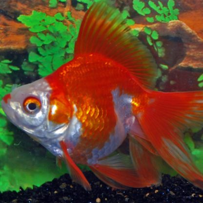 Carassius auratus – Ryukin Red and White 10-12cm - Ψάρια Γλυκού