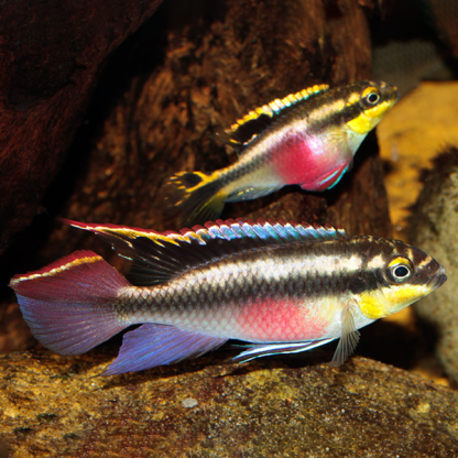 Pelvicachromis pulcher – Kribensis 3.5cm - Ψάρια Γλυκού