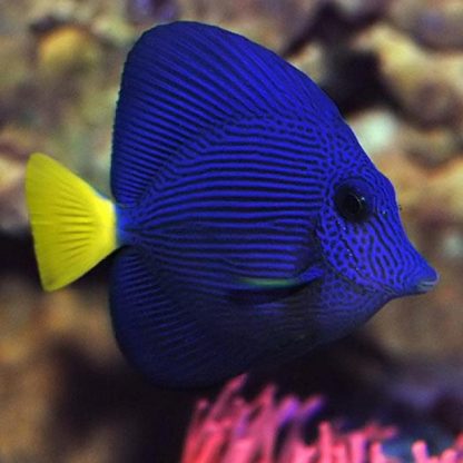 Zebrasoma xanthurum L – Purple Tang - Ψάρια Θαλασσινού