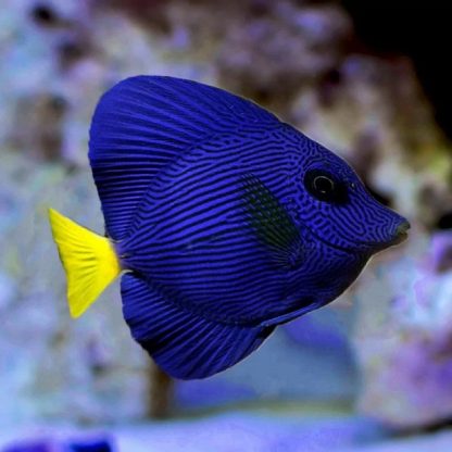 Zebrasoma xanthurum L – Purple Tang - Ψάρια Θαλασσινού