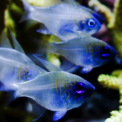 Apogon leptacanthus-Threadfin cardinalfish-M - Ψάρια Θαλασσινού