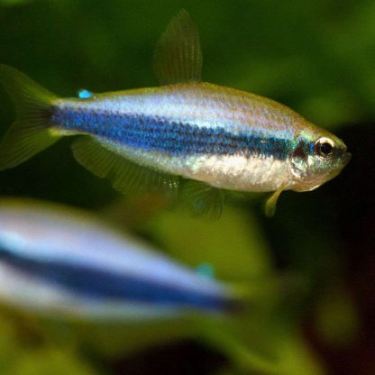 Inpaichthys kerri – Blue Emperor Tetra Super Blue 2,5-3,5cm - Ψάρια Γλυκού