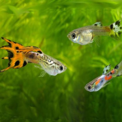 Poecilia wingei-Guppy Endler Mix (Male) 2 cm - Ψάρια Γλυκού