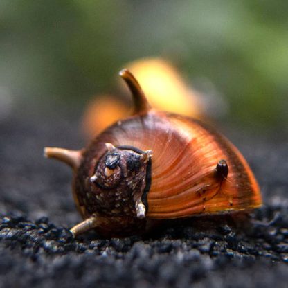 Clithon corona  -Tricolor Horn Snail 1 cm - Ασπόνδυλα Γλυκού