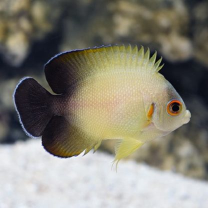 Centropyge vroliki -Half black angelfish-M - Ψάρια Θαλασσινού