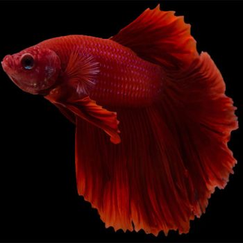 Betta splendens – Siamese Fighting Fish Halfmoon Lo... - Ψάρια Γλυκού