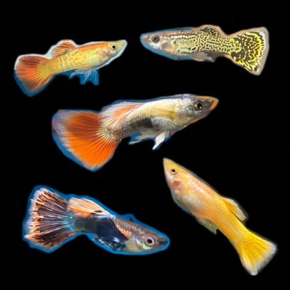 Poecilia reticulata -Assorted Fancy Guppy Μale 3cm - Ψάρια Γλυκού