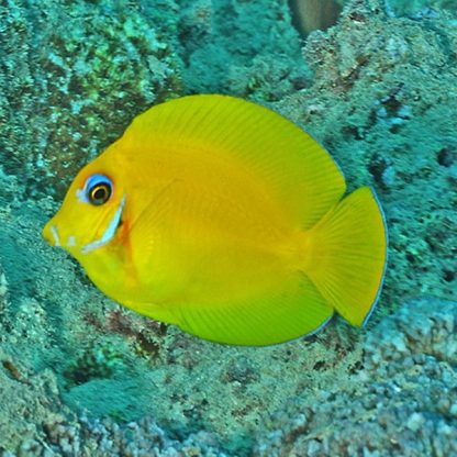 Acanthurus pyroferus (Juv) – Chocolate Surgeonfish - Ψάρια Θαλασσινού