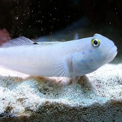 Valenciennea sexguttata M  – Sixspot Goby - Ψάρια Θαλασσινού