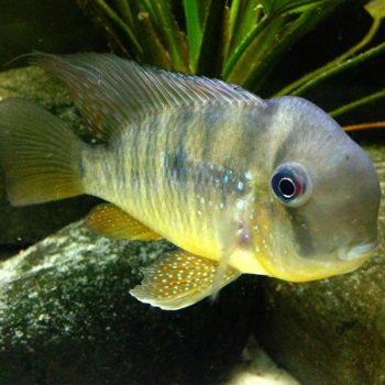 Geophagus balzani – Balzani Cichlid 7-8cm - Ψάρια Γλυκού