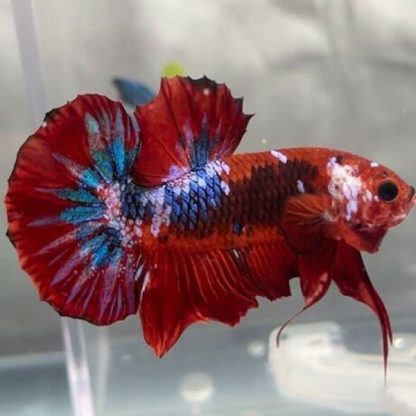 Betta splendens – Siamese Fighting Fish Koi Fancy 3.5-4cm - Ψάρια Γλυκού