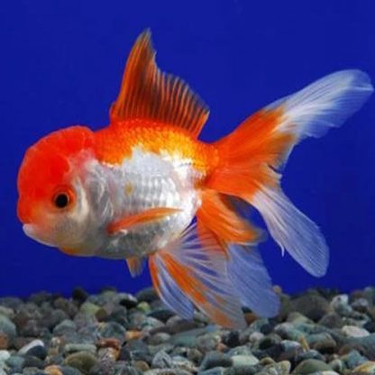 Carassius auratus – Red And White Oranda 15cm - Sales