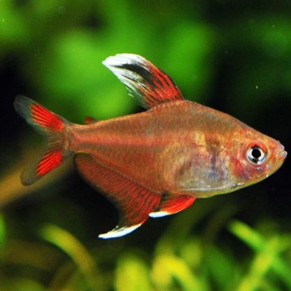 Hyphessobrycon bentosi – White Tip Tetra 2.5-3.5cm - Ψάρια Γλυκού