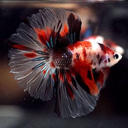 Betta splendens -Siamese Fighting Fish Koi Galaxy Super Delta Male 4-5cm - Ψάρια Γλυκού