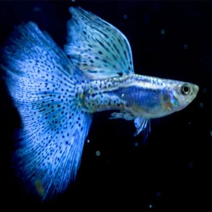 Poecilia reticulata- Guppy Blue Grass 3cm - Ψάρια Γλυκού