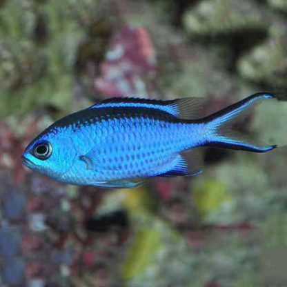 Chromis cyanea – Blue Chromis S - Ψάρια Θαλασσινού