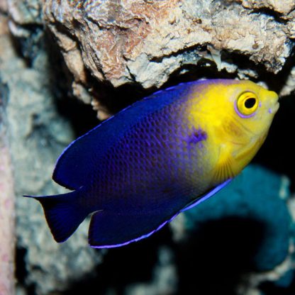 Centropyge argi – Pygmy Angelfish - Ψάρια Θαλασσινού