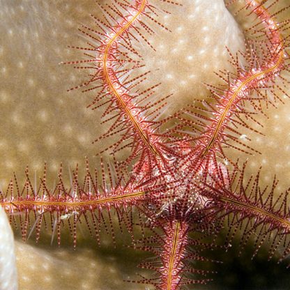 Ophiothrix purpurea-Dark Red-Spined Brittle Star - Ασπόνδυλα Θαλασσινού