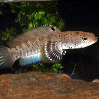 Channa pulchra-Peacock Snakehead 5cm - Ψάρια Γλυκού