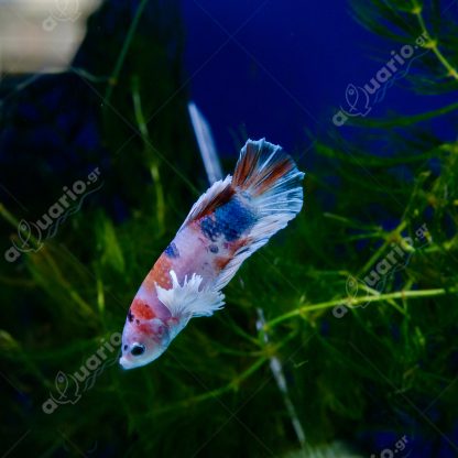 Siamese Fighting Fish-Betta Multicolor Big Ear Male 4-5cm - Ψάρια Γλυκού