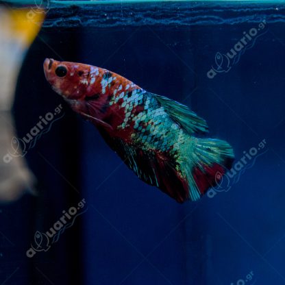 Betta splendens – Siamese Fighting Plakat Fancy 4-5 cm - Ψάρια Γλυκού