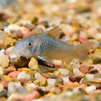 Corydoras aeneus-Corydoras Green 2-3cm - Ψάρια Γλυκού