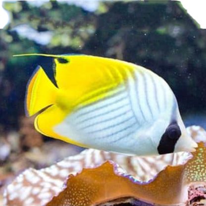 Chaetodon auriga M – Threadfin Butterflyfish - Ψάρια Θαλασσινού